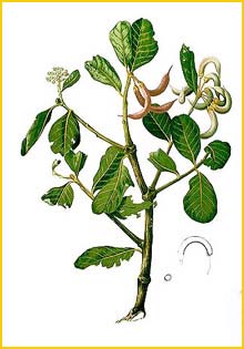   ( Aegiceras corniculatum / majus / Rhizophora corniculata / Umbraculum corniculatum ) Flora de Filipinas 1880-1883 by Francisco Manuel Blanco  