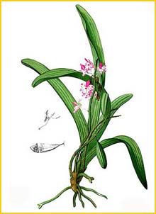   Aerides   Flora de Filipinas 1880-1883  Francisco Manuel Blanco  