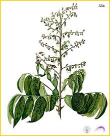    ( Derris  (Aganope) floribunda ) Flora de Filipinas 1880-1883 by Francisco Manuel Blanco  