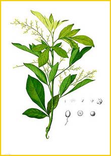   ( Aglaia odorata ) Flora de Filipinas 1880-1883 by Francisco Manuel Blanco  
