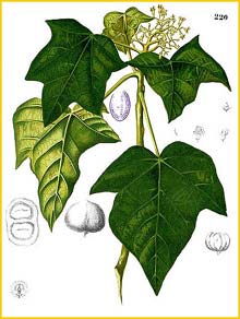   /  ( Aleurites molluccana ) Flora de Filipinas 1880-1883 by Francisco Manuel Blanco  