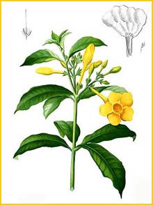   ( Allamanda cathartica ) Flora de Filipinas 1880-1883 by Francisco Manuel Blanco  