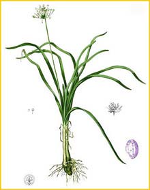   ( Allium tricoccum ) Flora de Filipinas 1880-1883 by Francisco Manuel Blanco  