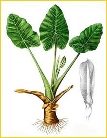   ( Alocasia montana ) Flora de Filipinas 1880-1883 by Francisco Manuel Blanco  