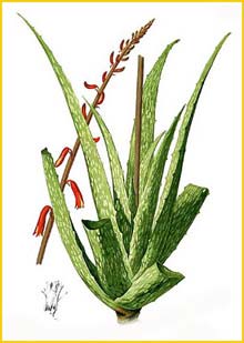 Aloe sp. Flora de Filipinas 1880-1883 by Francisco Manuel Blanco  