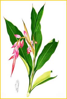 Alpinia Flora de Filipinas 1880-1883 by Francisco Manuel Blanco  