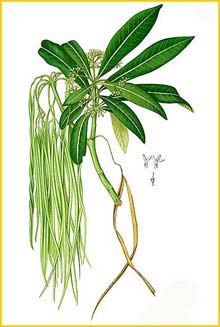   ( Alstonia spectabilis) Flora de Filipinas 1880-1883 by Francisco Manuel Blanco 