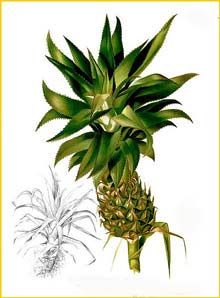   ( Ananas comosus ) Flora de Filipinas 1880-1883 by Francisco Manuel Blanco  