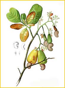   /  ( Anacardium occidentale ) Flora de Filipinas 1880-1883 by Francisco Manuel Blanco  