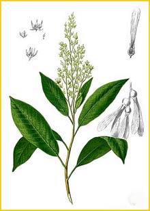   ( Anisoptera thurifera ) Flora de Filipinas 1880-1883 by Francisco Manuel Blanco  