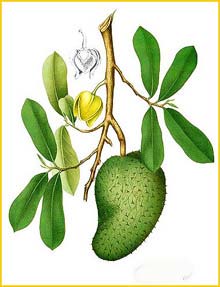   ( Annona muricata ) Flora de Filipinas 1880-1883 by Francisco Manuel Blanco  