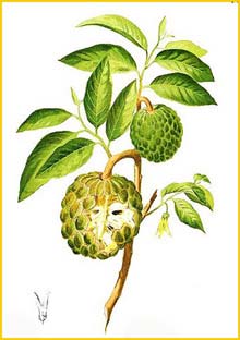   ( Annona squamosa ) Flora de Filipinas 1880-1883 by Francisco Manuel Blanco  