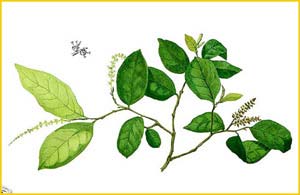   ( Antidesma ghaesembilla ) Flora de Filipinas 1880-1883 by Francisco Manuel Blanco  