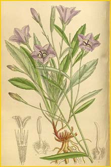   ( Campanula beauverdiana ) Curtis's Botanical Magazine 1910
