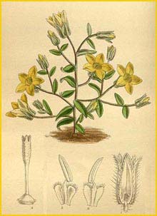  - ( Campanula sulphurea ) Curtis's Botanical Magazine 1919