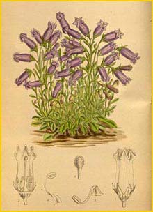   ( Campanula zoysiana ) Curtis's Botanical Magazine 1914