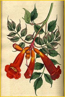   ( Campsis / Tecoma radicans / chinensis ) Curtis's Botanical Magazine 1800
