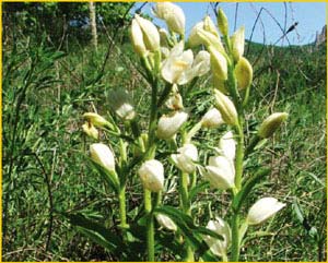   ( Cephalanthera grandiflora/damasonium ),    