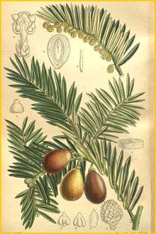    ( Cephalotaxus drupacea ) Curtis's Botanical Magazine 1909