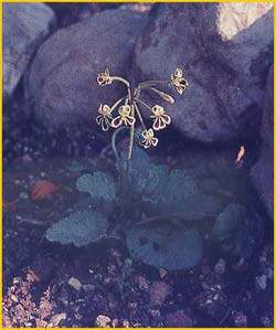   ( Pelargonium lobatum )