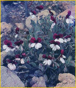   ( Pelargonium violarium )