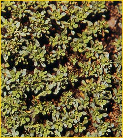   ( Petrophytum caespitosum )