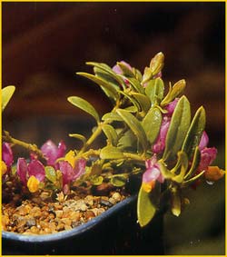   ( Polygala chamaebuxus / Chamaebuxus alpestris )