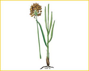   ( Allium scythicum / regelianum )    