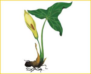   ( Arum albispatum )    