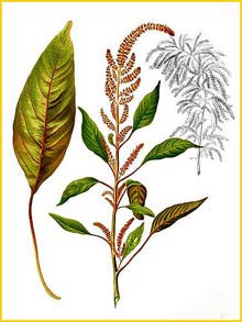  (Amaranthus cruentus) Flora de Filipinas 1880-1883 by Francisco Manuel Blanco  