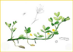   ( Arachis hypogaea ) Flora de Filipinas 1880-1883 by Francisco Manuel Blanco  