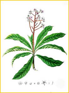   ( Ardisia pyramidalis ) Flora de Filipinas 1880-1883 by Francisco Manuel Blanco  