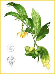   ( Artabotrys hexapetalus ) Flora de Filipinas 1880-1883 by Francisco Manuel Blanco  
