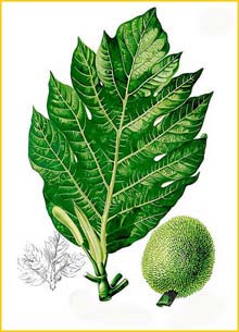   ( Artocarpus camansi ) Flora de Filipinas 1880-1883 by Francisco Manuel Blanco  