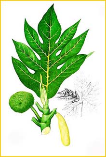    ( Artocarpus incisus ) Flora de Filipinas 1880-1883 by Francisco Manuel Blanco