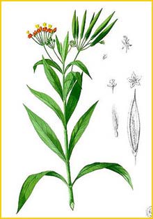  /   ( Asclepias curassavica ) Flora de Filipinas 1880-1883 by Francisco Manuel Blanco  