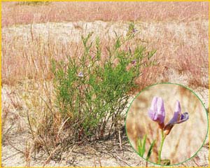   ( Astragalus arenarius ),    