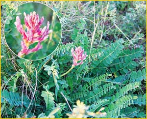   ( Astragalus monspessulanus ) ,    