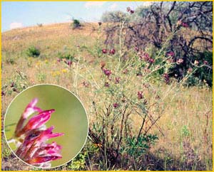   ( Astragalus odessanus ) ,    