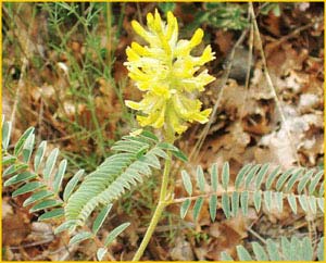   ( Astragalus ponticus ) ,    