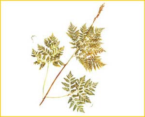   ( Botrychium virginianum / Osmunda virginiana )    