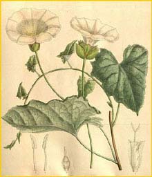   ( Calystegia macrostegia ) Curtis's Botanical Magazine