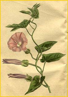    ( Calystegia sepium subsp. spectabilis ) Curtis's Botanical Magazine 1826