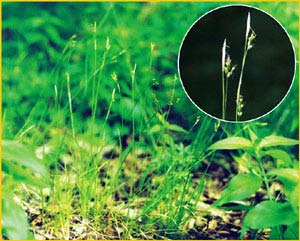   ( Carex alba )    