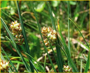   ( Carex bicolor )    