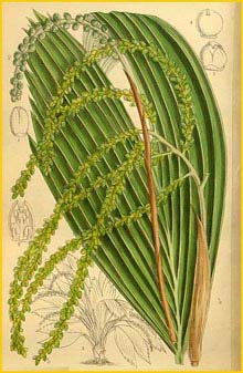   ( Chamaedorea nana )  Curtis's Botanical Magazine 1916