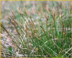   ( Carex davalliana )    