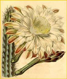   ( Cereus aethiops ) Curtis's Botanical Magazine