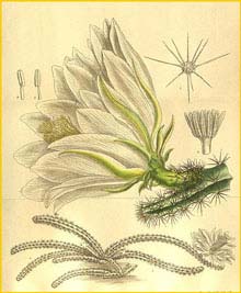   ( Cereus amecamensis ) Curtis's Botanical Magazine 1909