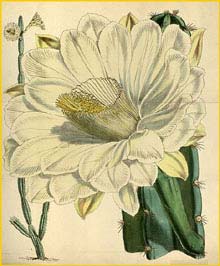    ( Cereus jamacaru ) Curtis's Botanical Magazine 1869